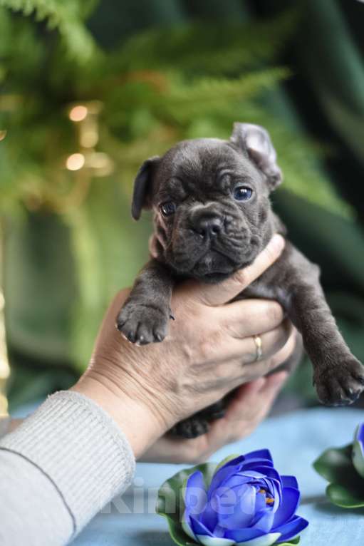 Собаки в Москве: мальчик голубой без подпала Мальчик, 65 000 руб. - фото 3
