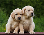 Собаки в Ростове-на-Дону: Палевые щенки Лабрадора Мальчик, 17 000 руб. - фото 8