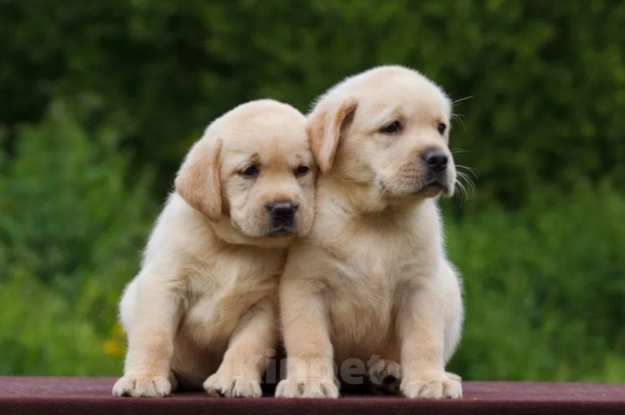 Собаки в Ростове-на-Дону: Палевые щенки Лабрадора Мальчик, 17 000 руб. - фото 8
