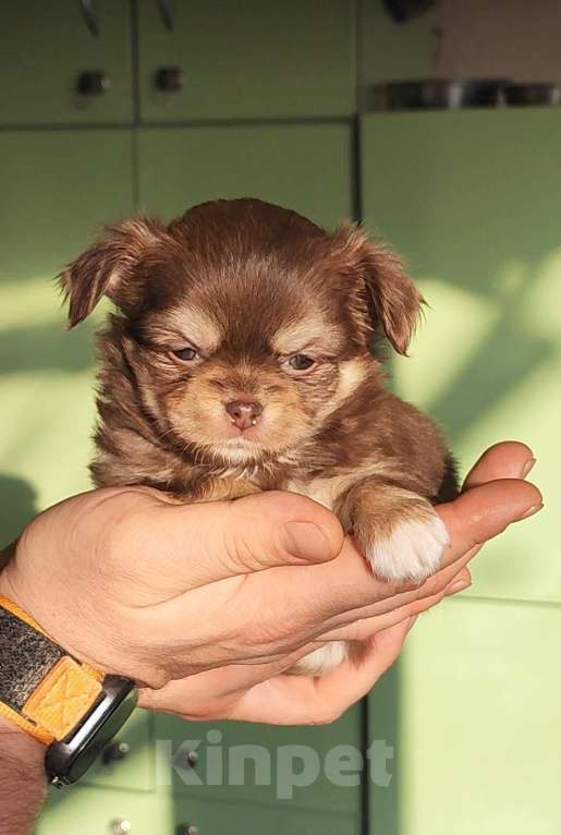 Собаки в Саратове: Малыши Чихуахуа Мальчик, 40 000 руб. - фото 3