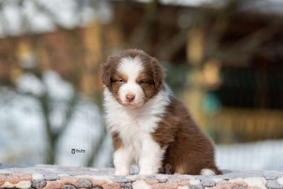 Собаки в Москве: Австралийская овчарка, щенок Мальчик, 70 000 руб. - фото 3