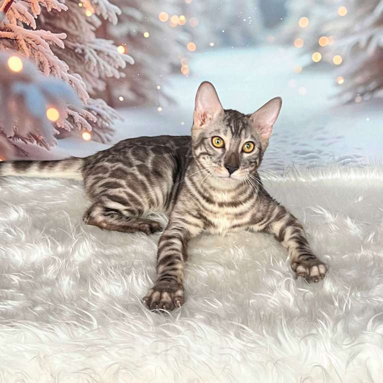 Кошки в Москве: Бенгальский котёнок серебро уголь Мальчик, Бесплатно - фото 5