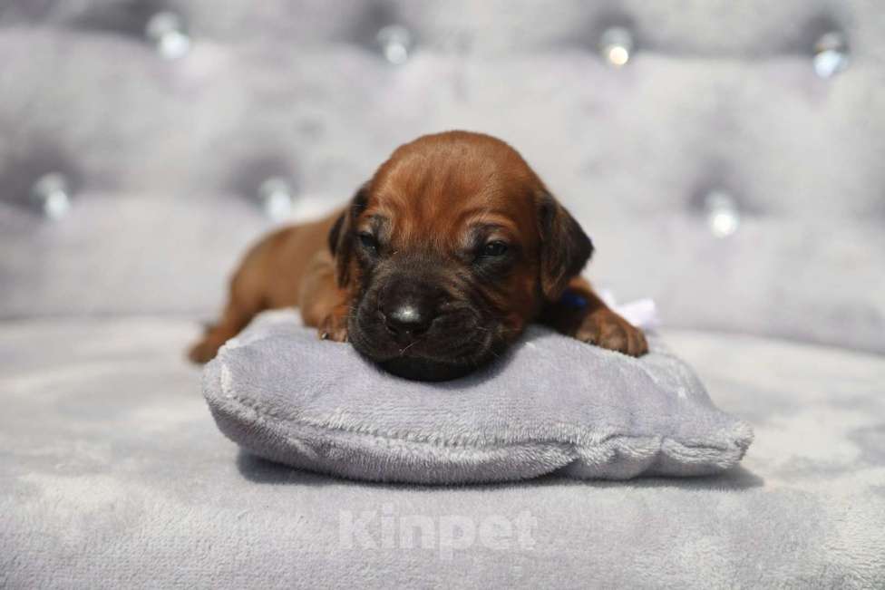 Собаки в Москве: Щенки Родезийского риджбека 29.06.2025 Мальчик, 120 000 руб. - фото 3