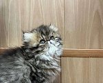 Кошки в Москве: Котята персы экзоты Девочка, 35 000 руб. - фото 7