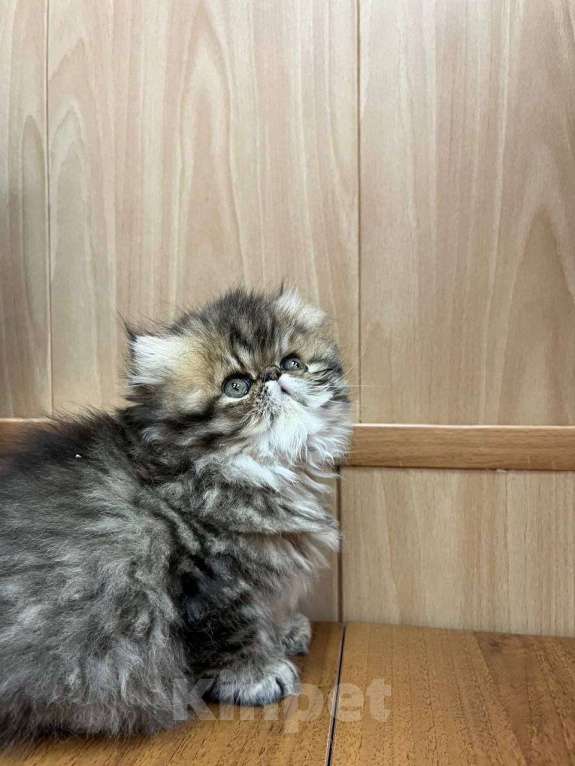 Кошки в Москве: Котята персы экзоты Девочка, 34 999 руб. - фото 7