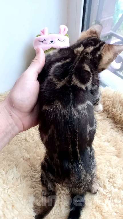 Кошки в Москве: Бенгальская девочка Девочка, 35 000 руб. - фото 4