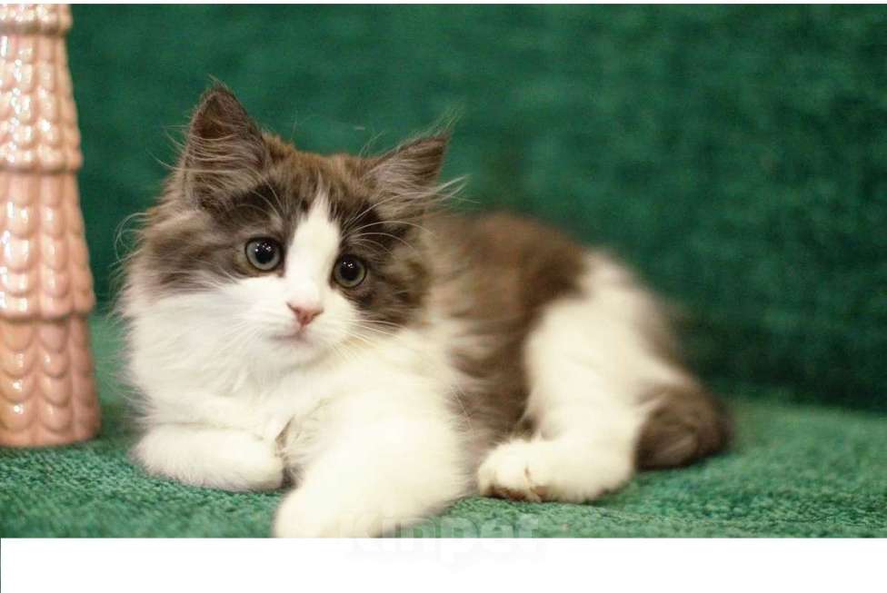 Кошки в Санкт-Петербурге: сибирский котенок с документами Девочка, 30 000 руб. - фото 2