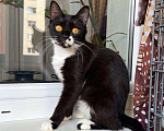Кошки в Москве: Кошка Брусничка в добрые руки Девочка, Бесплатно - фото 1