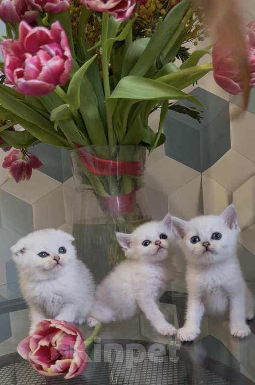 Кошки в Москве: Шотландские котята Мальчик, Бесплатно - фото 1