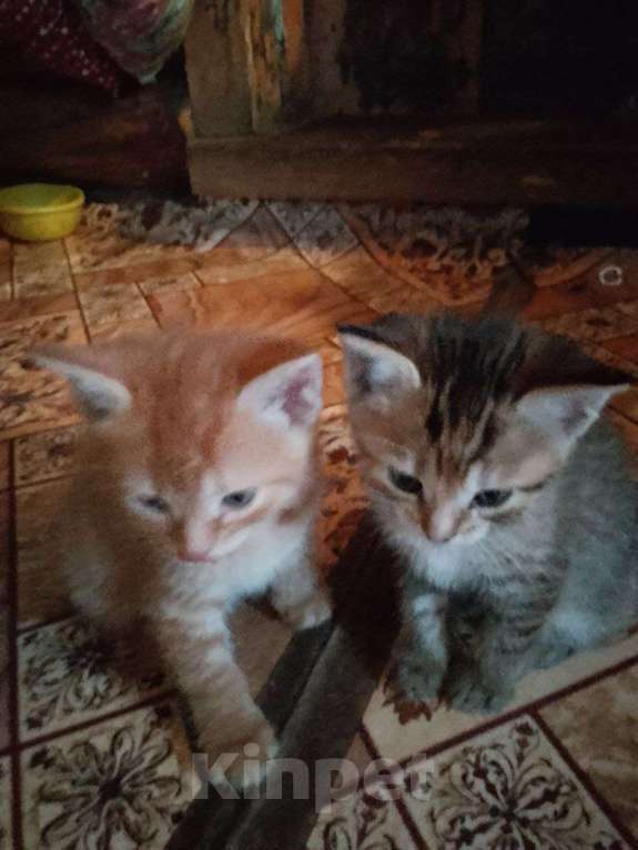 Кошки в Ульяновске: Котенок мальчик Мальчик, Бесплатно - фото 1