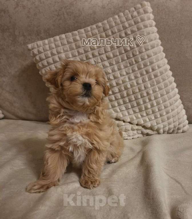 Собаки в Ростове-на-Дону: Щенки мальтипу Мальчик, 90 000 руб. - фото 3