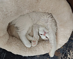 Кошки в Москве: Котенок Офелия ищет дом Девочка, Бесплатно - фото 9