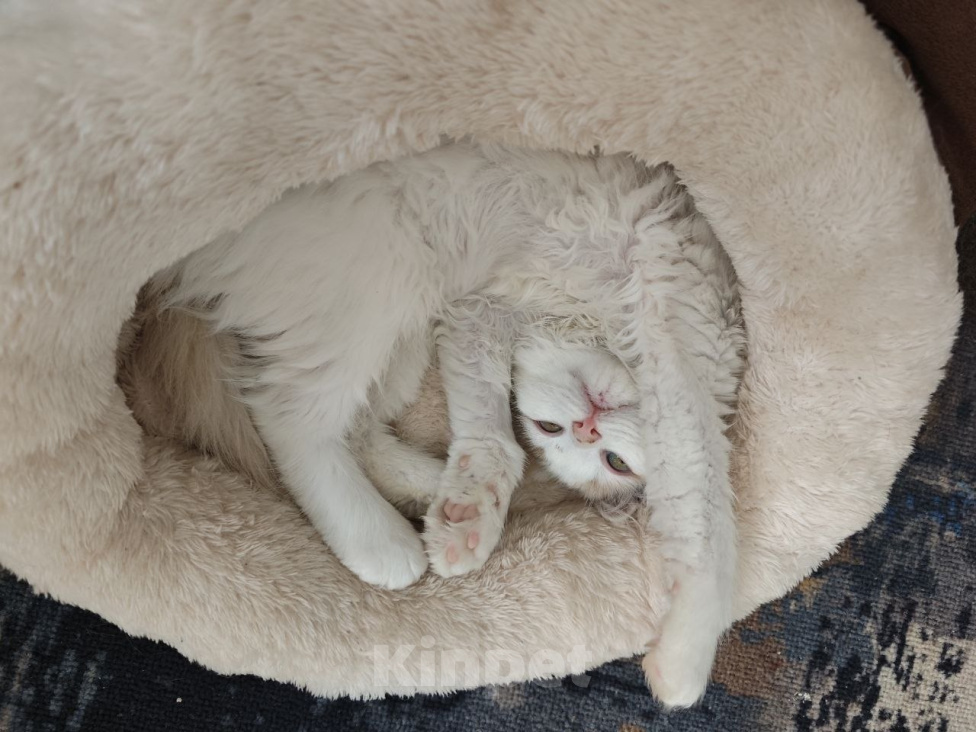 Кошки в Москве: Котенок Офелия ищет дом Девочка, Бесплатно - фото 9
