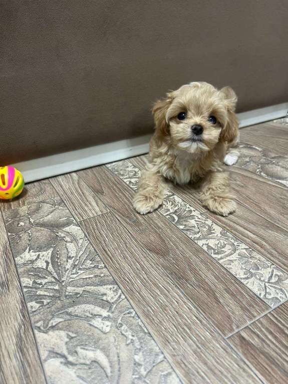 Собаки в Москве: Мини мальчик мальтипу ф1 Мальчик, 100 000 руб. - фото 1