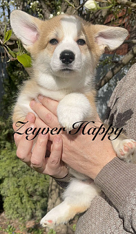 Чудесная девочкавельш корги пемброк