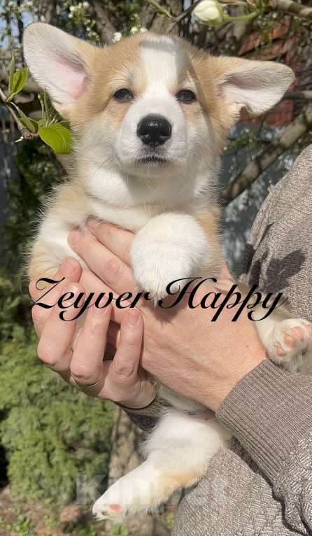 Собаки в Краснодаре: Чудесная девочкавельш корги пемброк Девочка, 70 000 руб. - фото 1