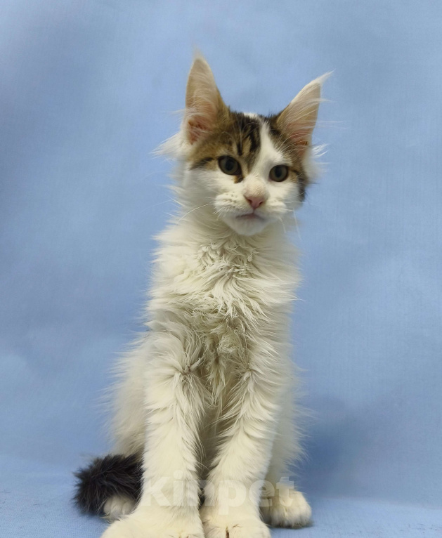 Кошки в Москве: Мейн-Кун полидакт. Мальчик Мальчик, 100 000 руб. - фото 6