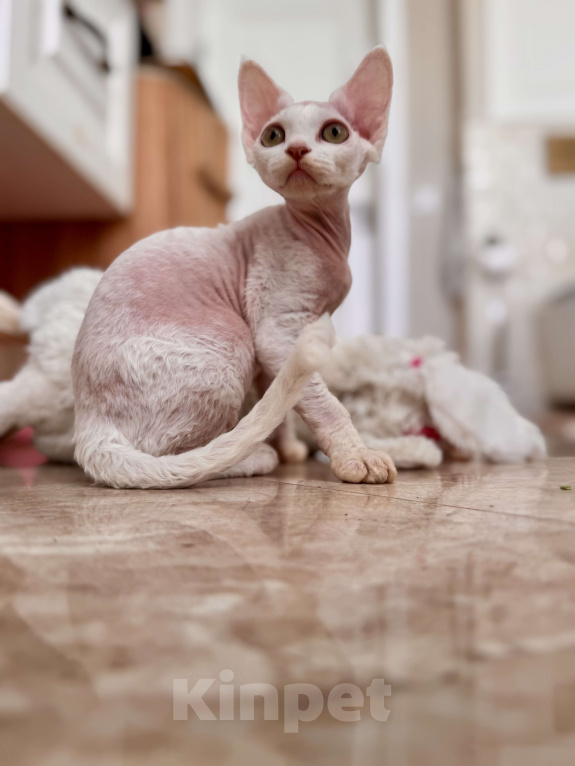 Кошки в Москве: Девочка белая Райян Девочка, 50 000 руб. - фото 3