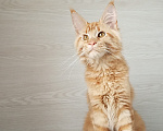 Кошки в Москве: Мейн-Кун котята Девочка, Бесплатно - фото 6