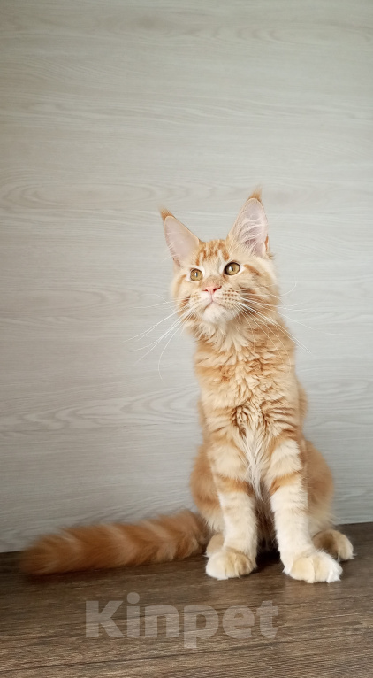 Кошки в Москве: Мейн-Кун котята Девочка, Бесплатно - фото 6