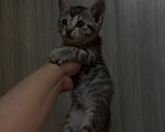 Кошки в Уфе: Котята, 2 мес Девочка, Бесплатно - фото 8