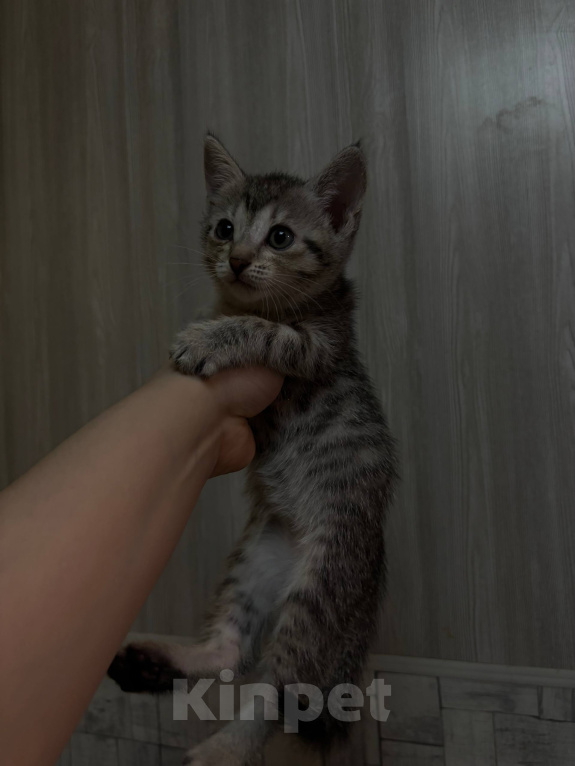 Кошки в Уфе: Котята, 2 мес Девочка, Бесплатно - фото 8