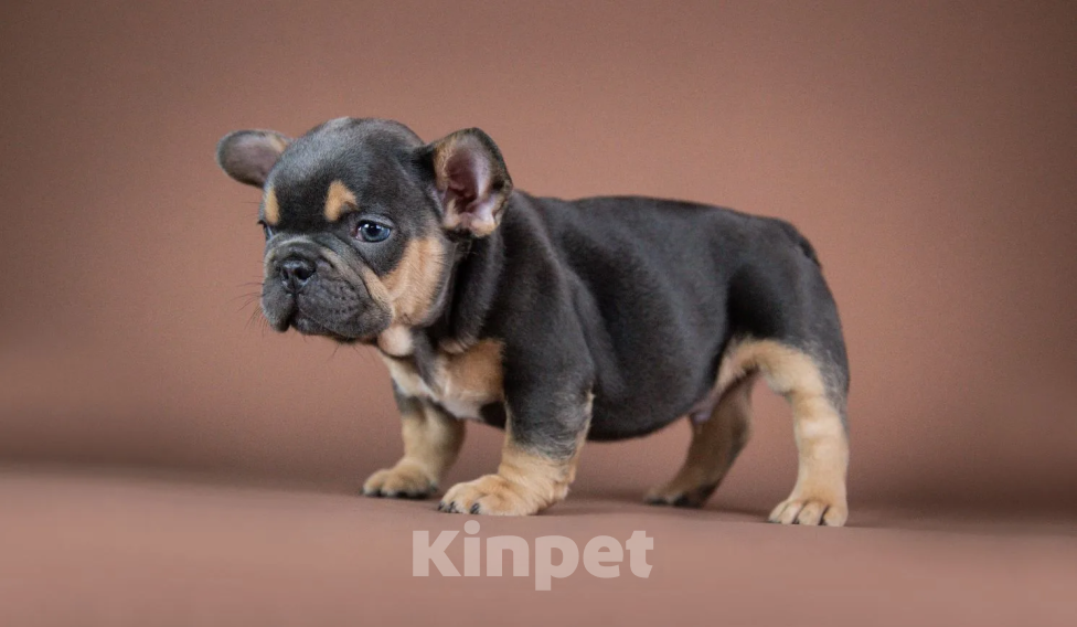 Собаки в Москве: Голубо-подпалый мальчик Мальчик, Бесплатно - фото 1