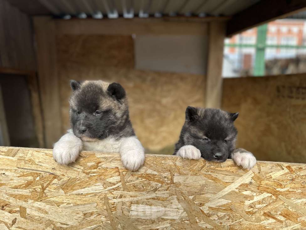 Собаки в Перми: Акита Девочка, 30 000 руб. - фото 3