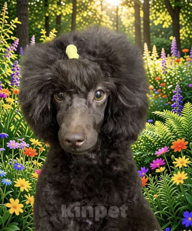 Собаки в Москве: Щенки пуделя Мальчик, Бесплатно - фото 2