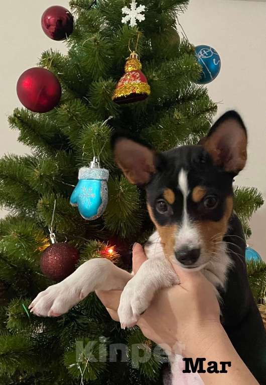 Собаки в Санкт-Петербурге: Щенок басенджи триколор 2 мес -мальчик Мальчик, 95 000 руб. - фото 2