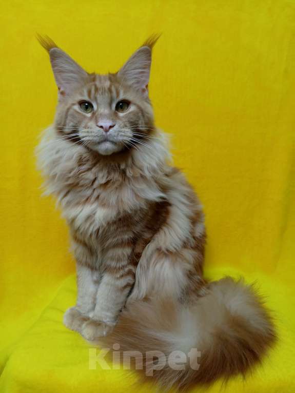 Кошки в Краснодаре: Котёнок мейн-кун Мальчик, 25 000 руб. - фото 1