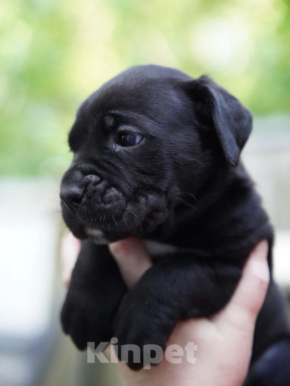 Собаки в Туле: Девочка Кане Корсо  Девочка, 45 000 руб. - фото 2