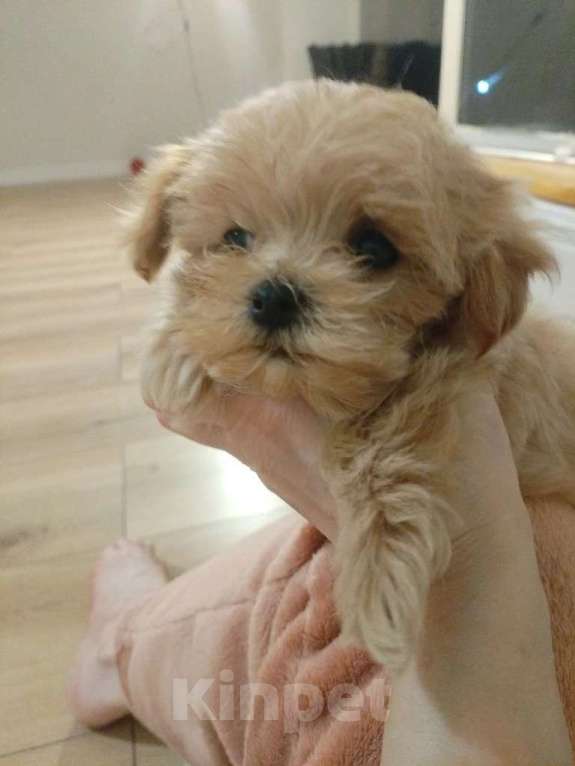 Собаки в Москве: микро щенок мальтипу Мальчик, 125 555 руб. - фото 3