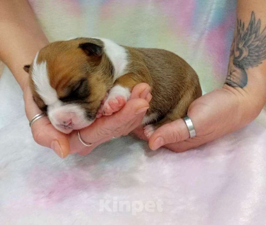 Собаки в Москве: Шикарная девочка амстаффа  Девочка, 40 000 руб. - фото 2