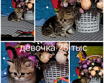 Кошки в Краснодаре: Котята Золотая шиншилла Мальчик, Бесплатно - фото 5