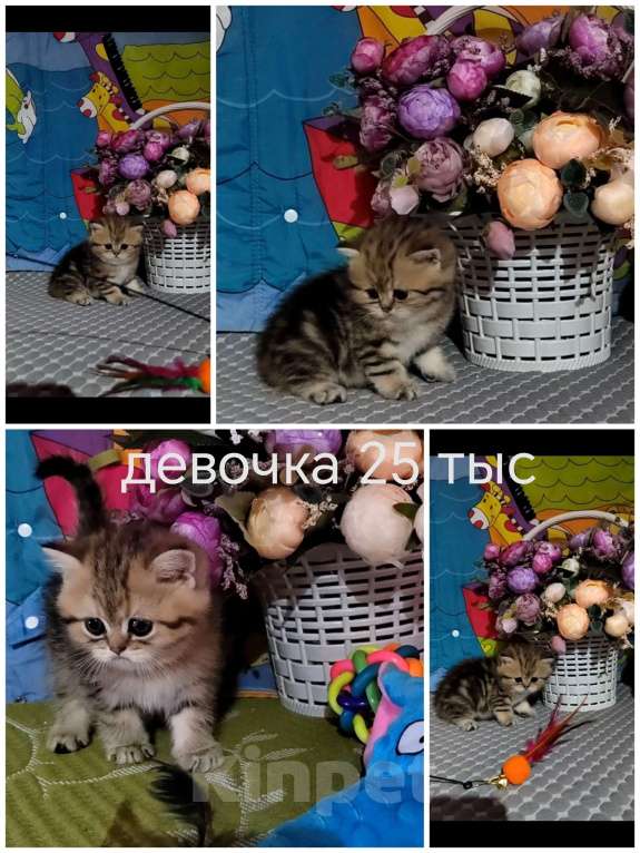 Кошки в Краснодаре: Котята Золотая шиншилла Мальчик, Бесплатно - фото 5