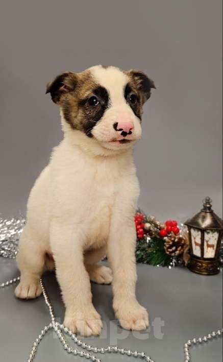 Собаки в Москве: 7 очаровательных щенят в дар Мальчик, 1 руб. - фото 1