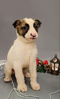 7 очаровательных щенят в дар