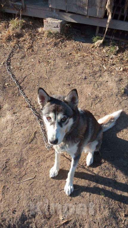Собаки в Томске: Щенки в дар — 8 пушистых радостей 🐶 Бесплатно в добрые руки! Мальчик, Бесплатно - фото 6