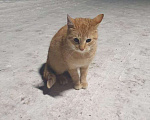 Кошки в Камызяке: Рыжик 6 мес ищет дом, Бесплатно - фото 1