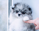 Собаки в Москве: Продаются щенки малого шпица Мальчик, 30 000 руб. - фото 1
