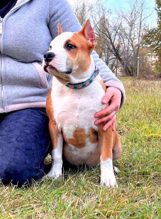 Собаки в Москве: Шикарная девочка амстаффа  Девочка, 90 000 руб. - фото 3