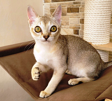 Объявление: Сингапурские котята, редкая порода кошек, 60 000 руб., Иваново