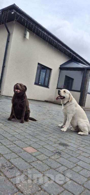 Собаки в Санкт-Петербурге: Продам породистых щенков лабрадора с родословной Мальчик, 70 000 руб. - фото 7