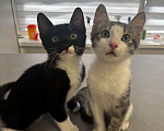 Кошки в Севастополе: Котёнок в добрые ручки ! Девочка, Бесплатно - фото 1