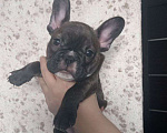 Собаки в Иркутске: Щенок французского бульдога  Девочка, 22 000 руб. - фото 3