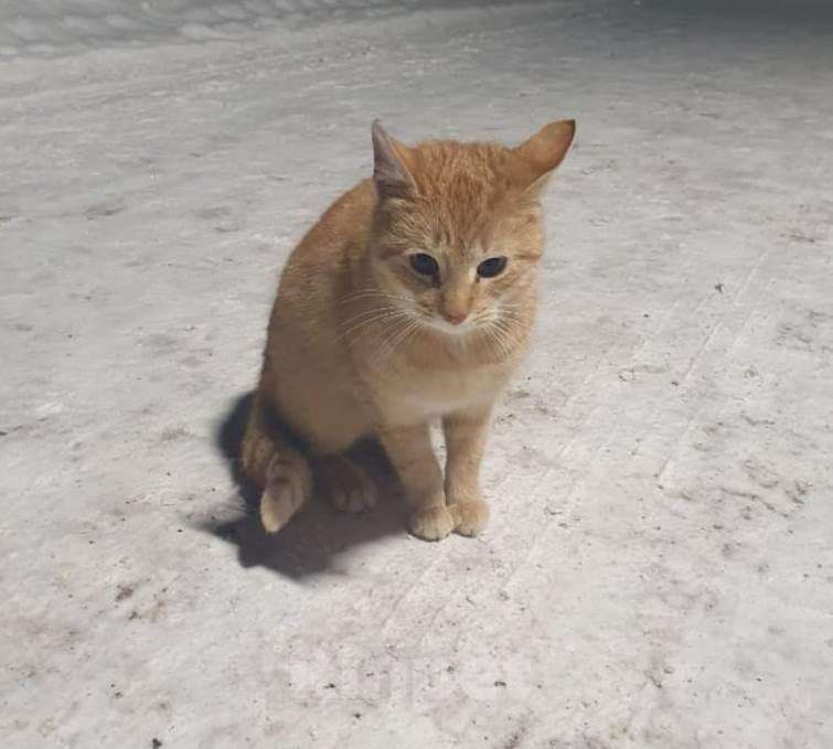 Кошки в Камызяке: Рыжик 6 мес ищет дом, Бесплатно - фото 1