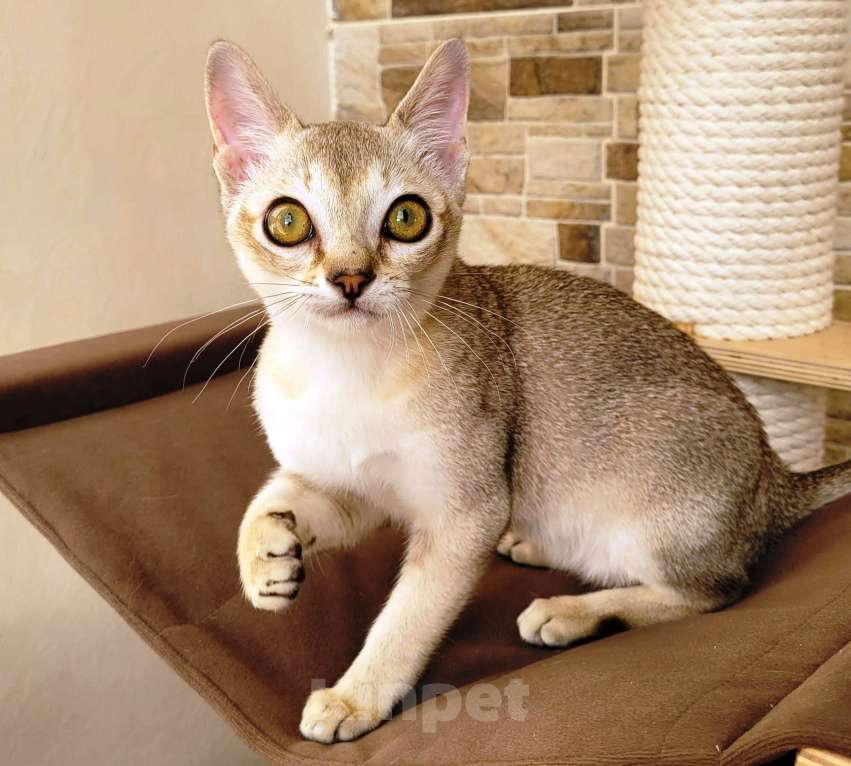 Кошки в Иваново: Сингапурские котята, редкая порода кошек Мальчик, 60 000 руб. - фото 1