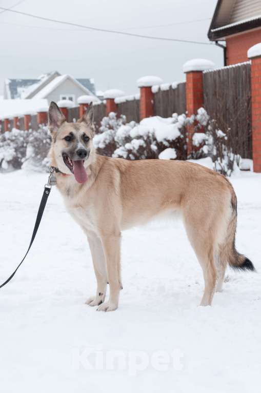 Собаки в Ногинске: Криста- небольшая собачка в поисках семьи Девочка, Бесплатно - фото 4
