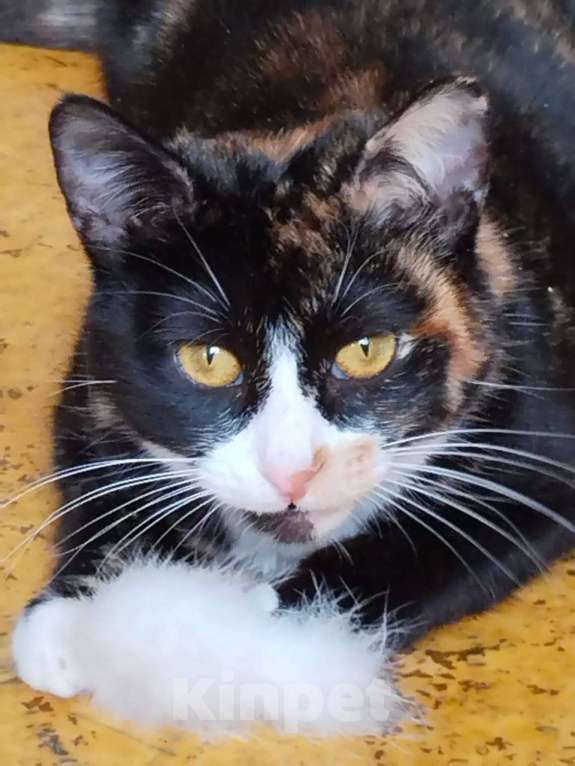 Кошки в Москве: Кошечка домой Девочка, Бесплатно - фото 3